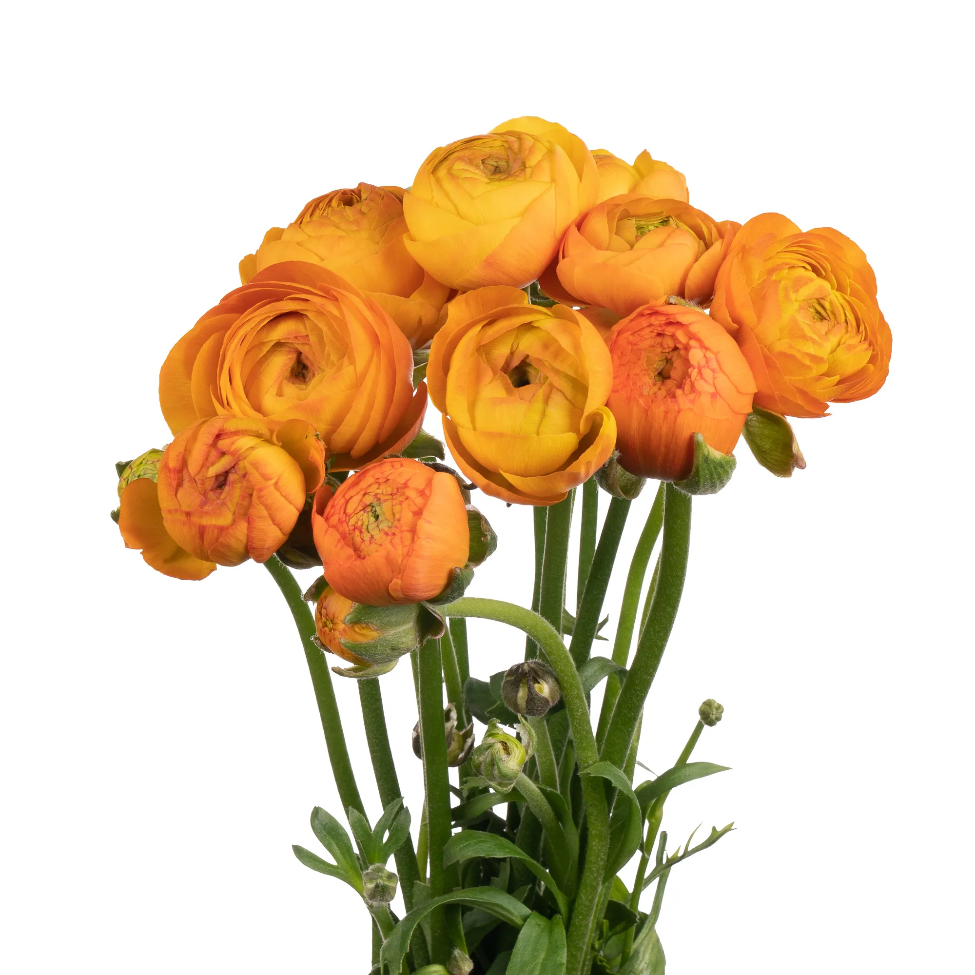 Ranunculus elegance orange