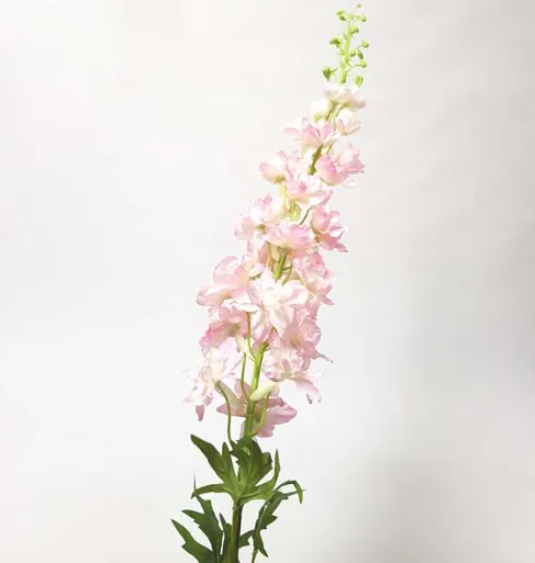 Delphinium aurora pink