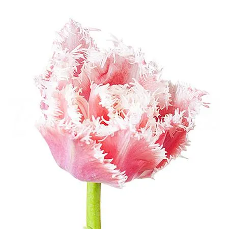 Tulip fringed queensland