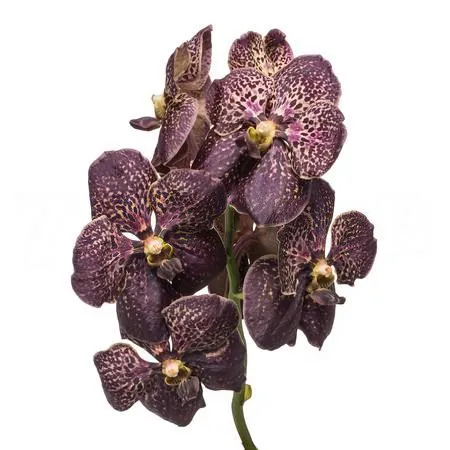 Vanda sunanda chocolate brown