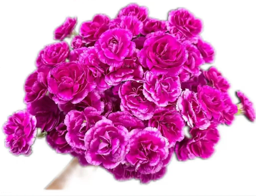 Carnation Spray purple prince