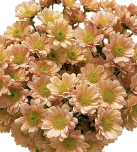 Chrysanthemum santini rosie champagne