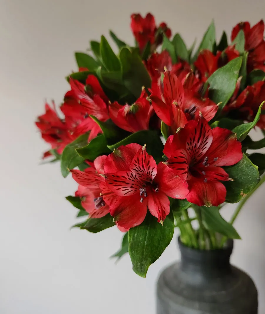 Alstroemeria