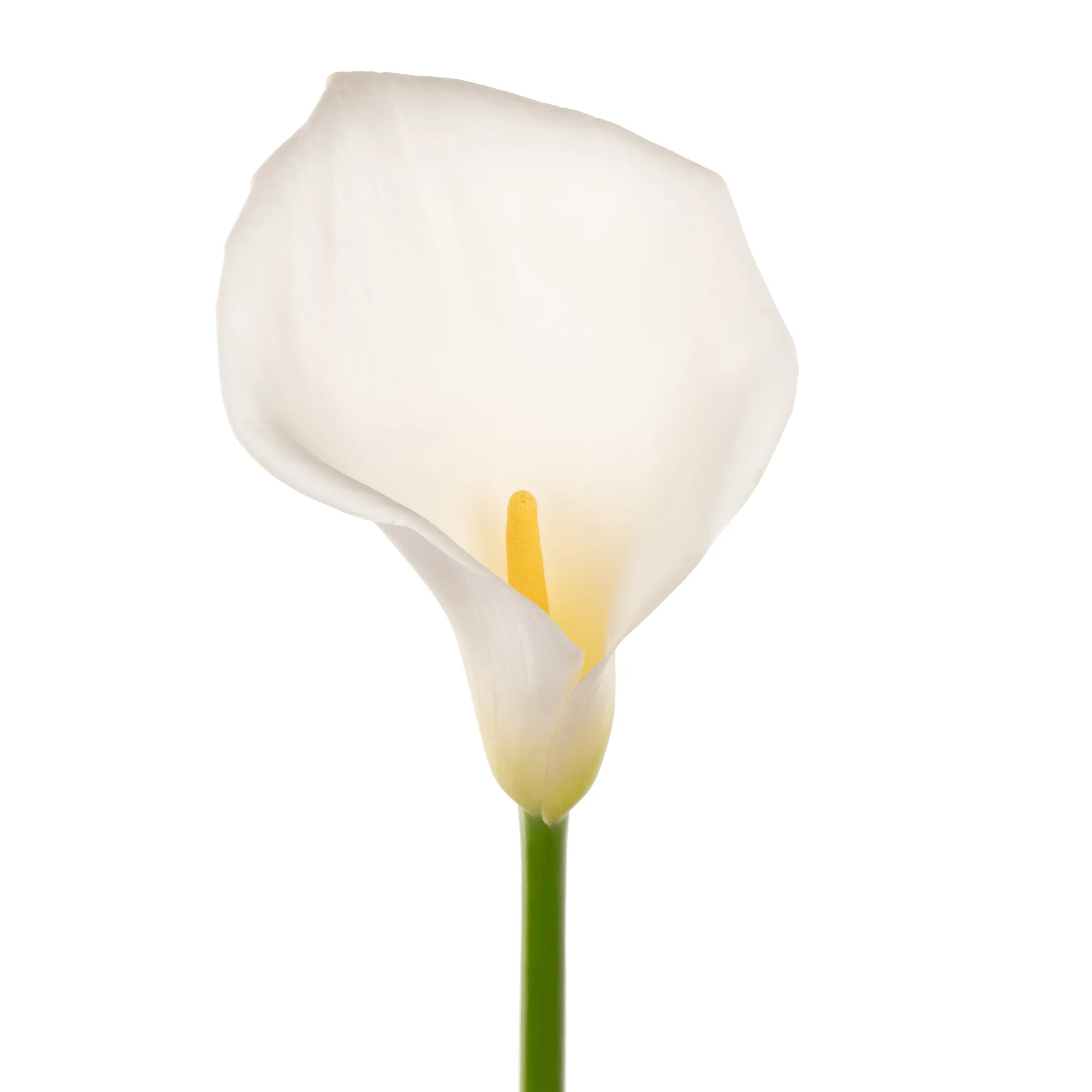 Zantedeschia colombe de la paix