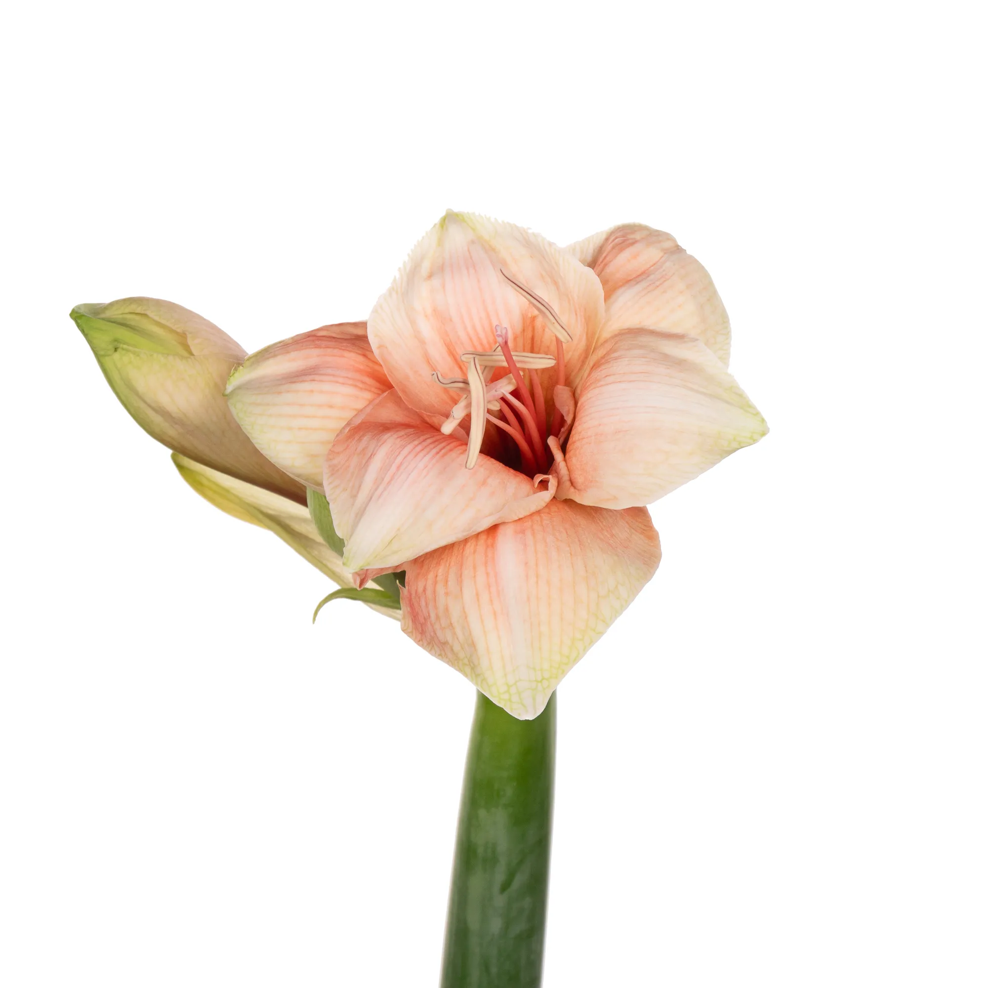 Hippeastrum rilona