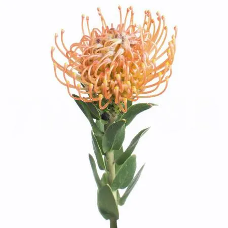 Leucospermum ayoba orange