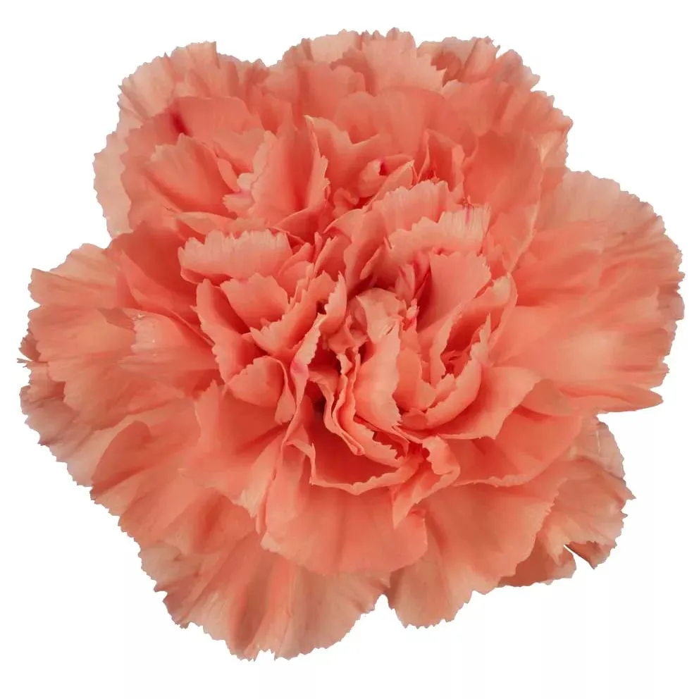 Carnation hermes orange