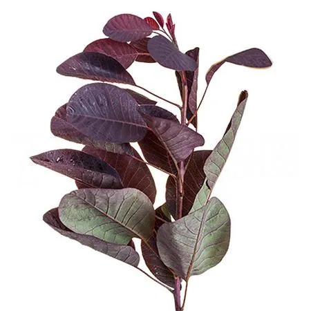 Cotinus royal purple