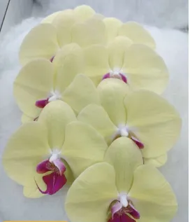 Phalaenopsis yellow red