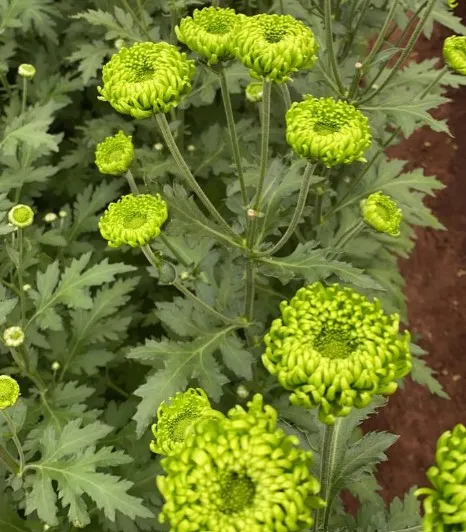 Chrysanthemum spray bombellini