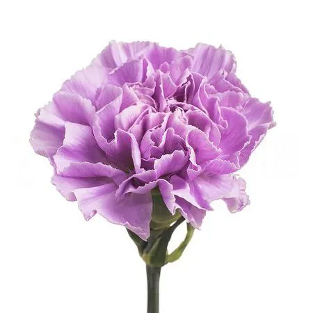 Carnation moonaqua