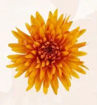 Chrysanthemum single cremon bronze