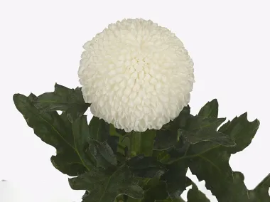 Chrysanthemum single laporta