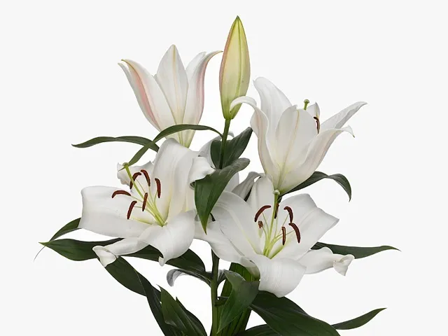 Lilium ot zambesi