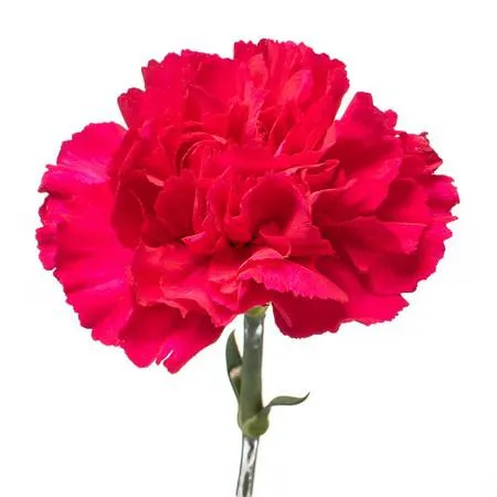 Carnation bizet