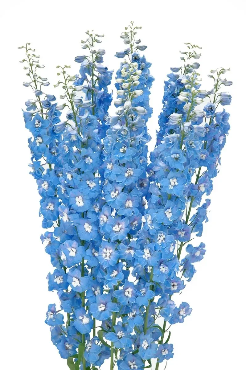 Delphinium elatum aurora light blue