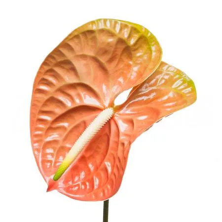 Anthurium terra