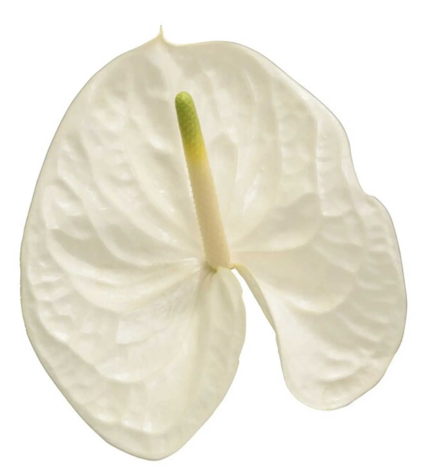 Anthurium reina 294