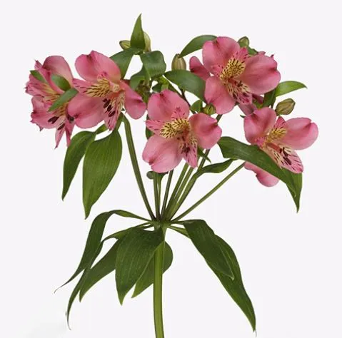 Alstroemeria pallas