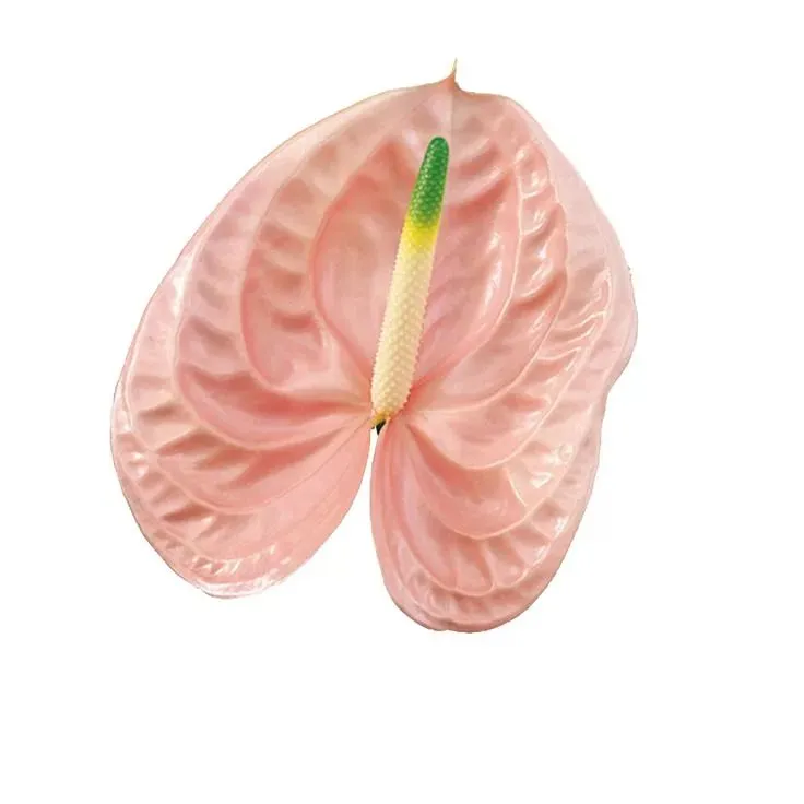 Anthurium cheers