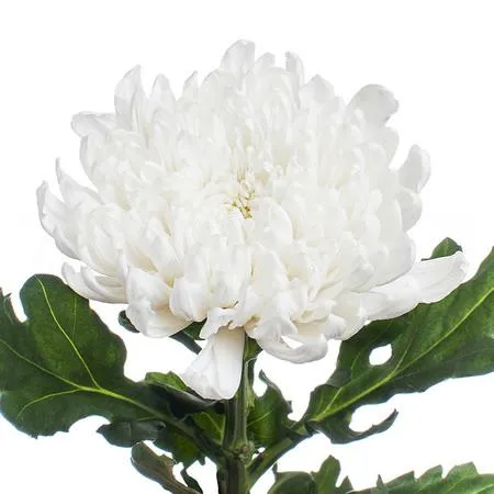 Chrysanthemum single gagarin