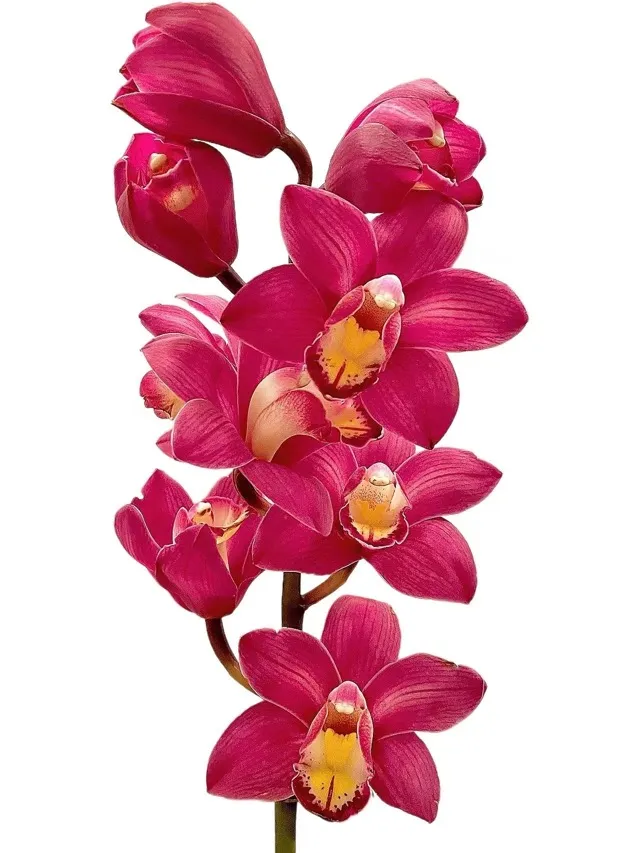 Cymbidium red plum