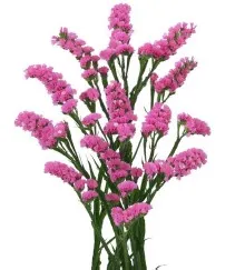 Statice rushberry pink