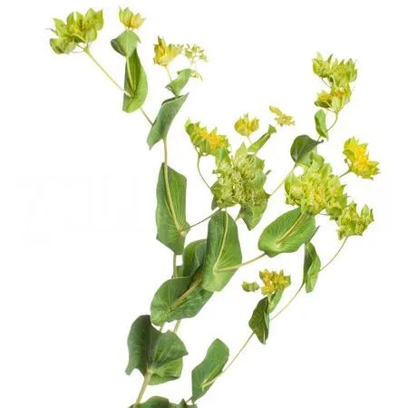 Bupleurum