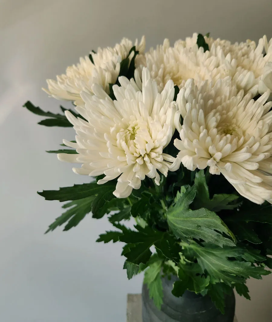 Chrysanthemum