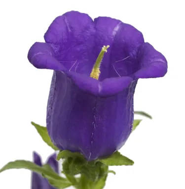 Campanula medium champion deep blue