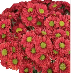 Chrysanthemum santini red plum