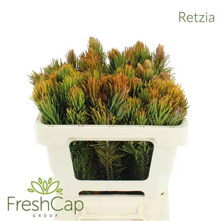 Retzia capensis