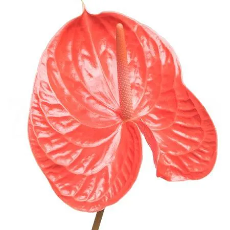 Anthurium avo summer