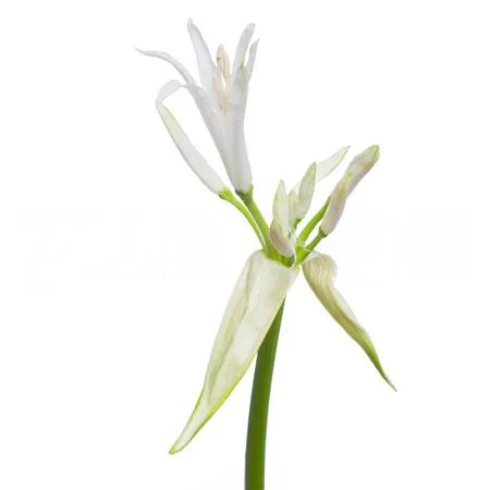 Nerine white charm