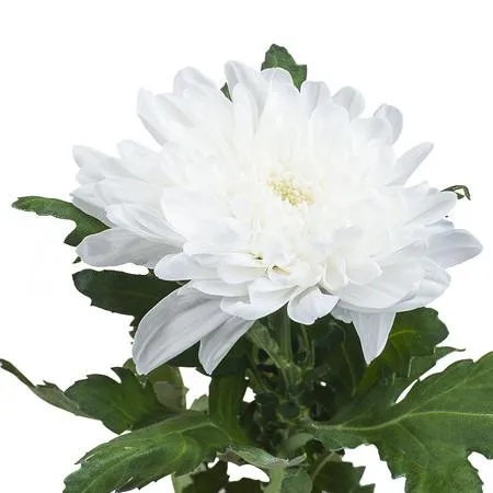 Chrysanthemum single zembla 