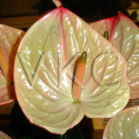 Anthurium elizabeth imp