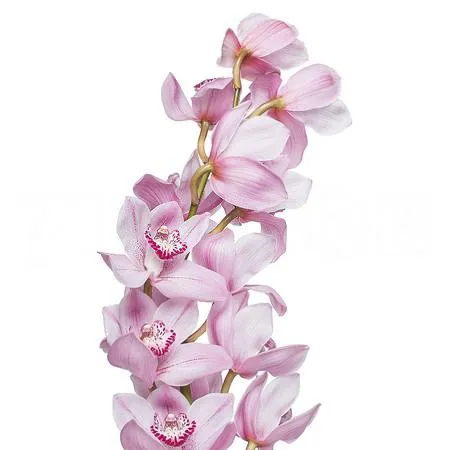 Cymbidium pink briljant