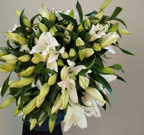 Lilium or white