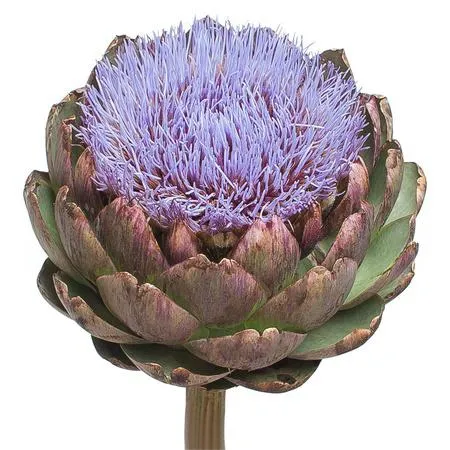 Cynara salambo