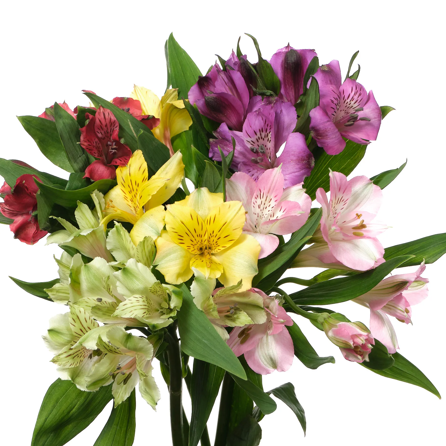 Alstroemeria mix