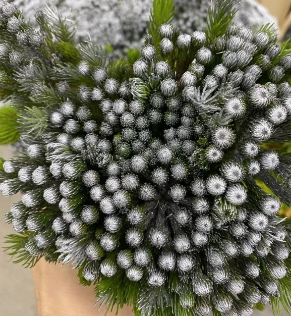 Kaaps albiflora xmas silver