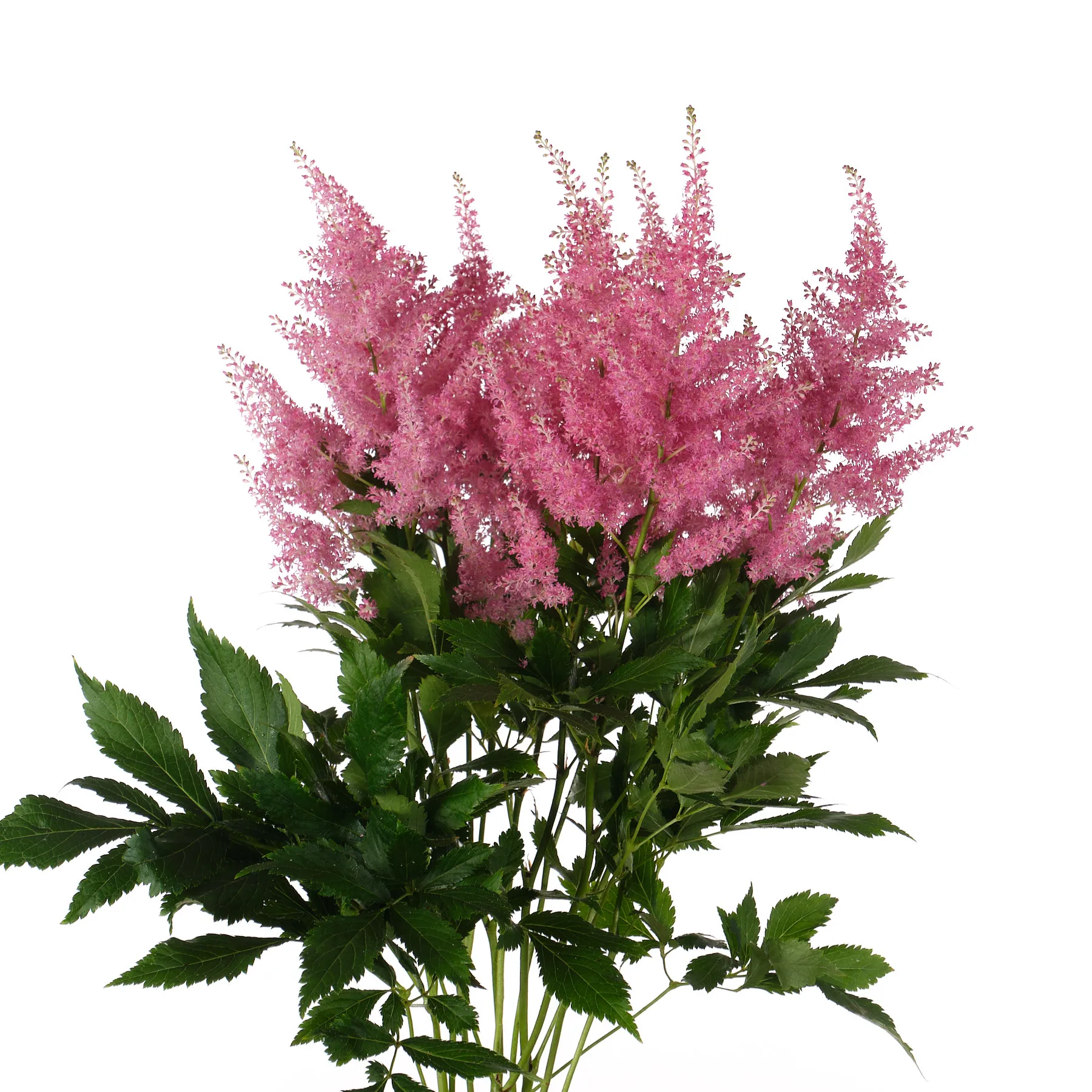 Astilbe honky tonk