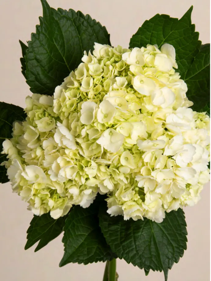 Hydrangea mini white