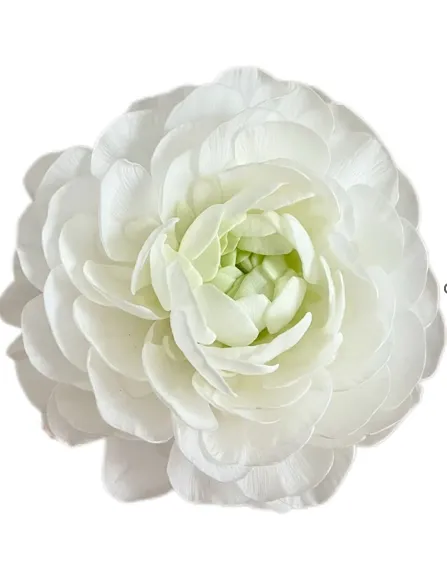 Ranunculus elegance white