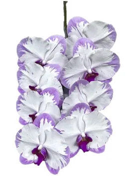 Phalaenopsis violet white