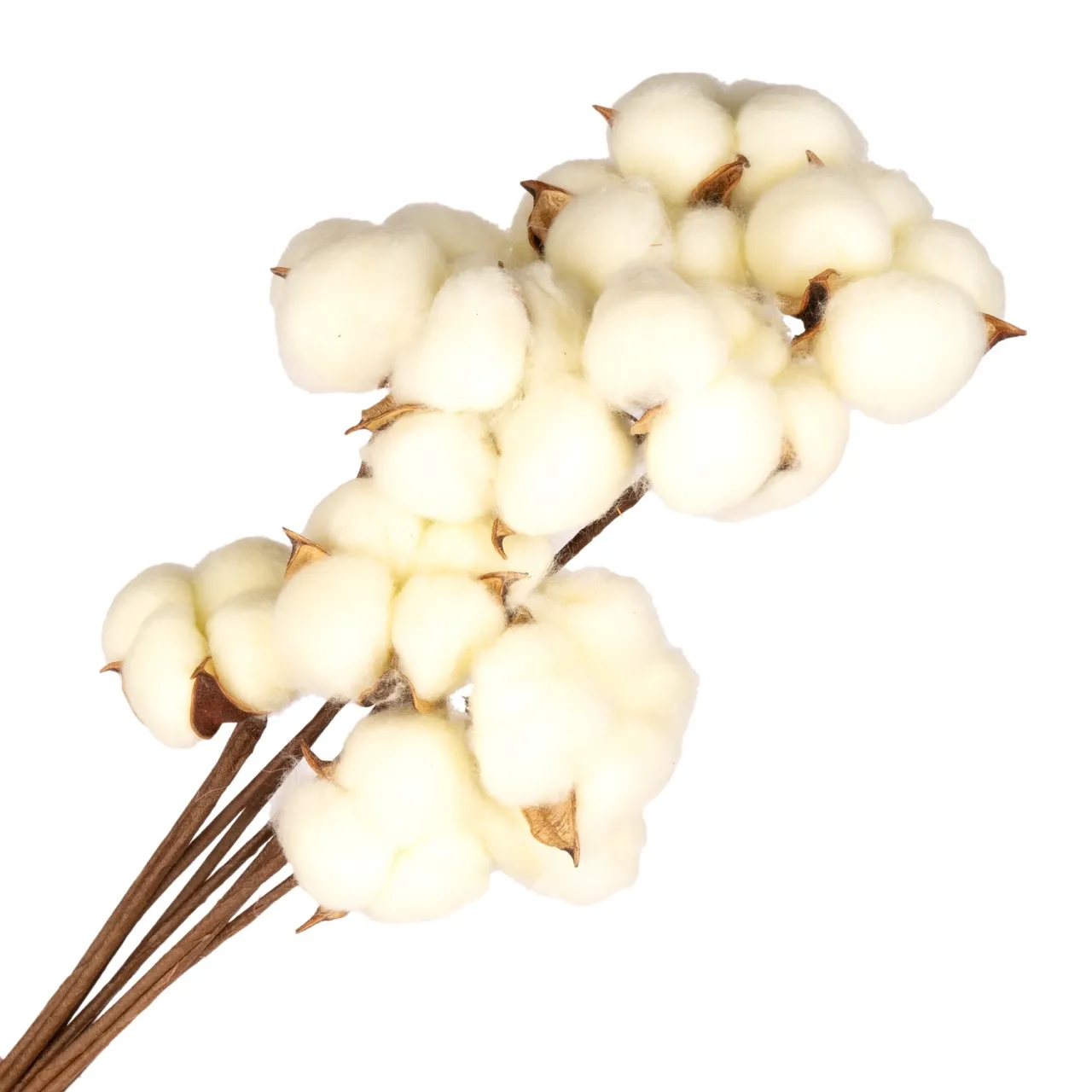 Dry Cotton heads picked, 10pcs