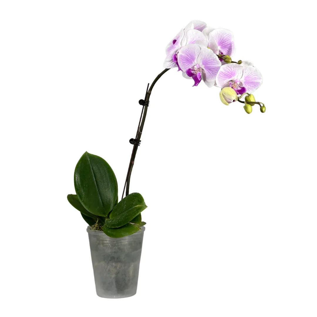 Phalaenopsis pot lucky