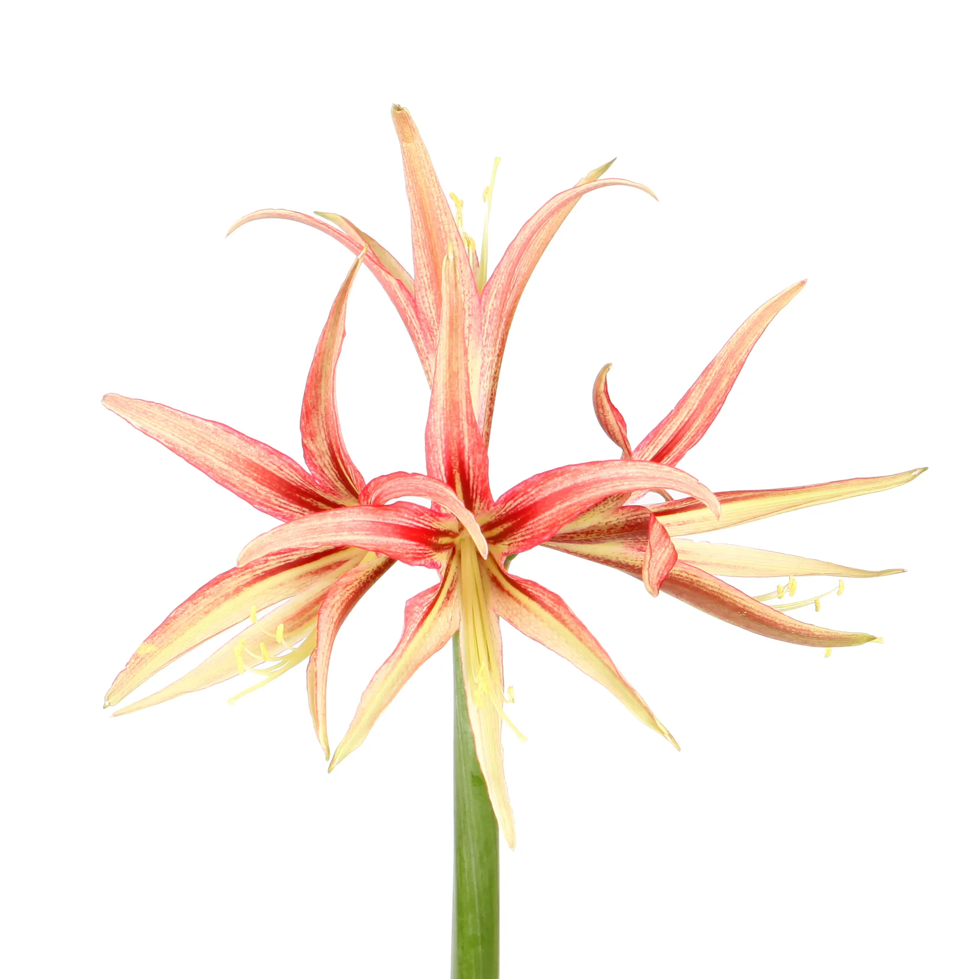 Hippeastrum tango