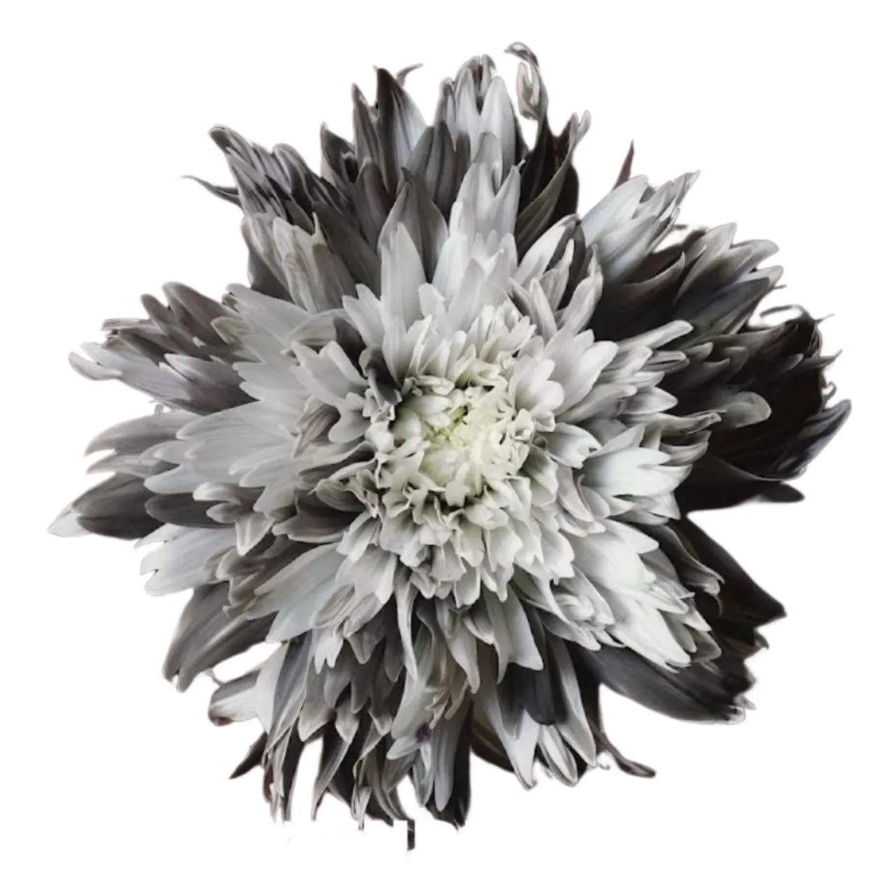 Chrysanthemum single topspin dyed grey