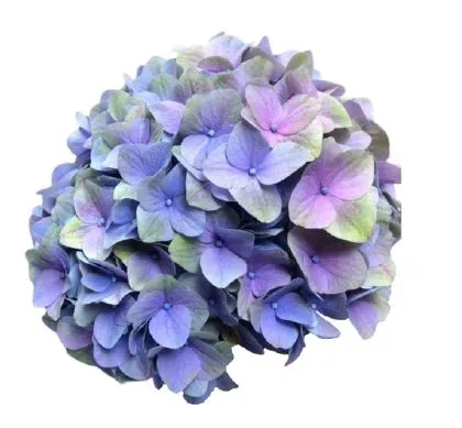 Hydrangea magical tender love blue